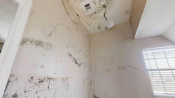 Mold Documentation for Insurance Claims in Stateburg, SC