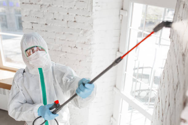 Best Mold Damage Restoration  in Stateburg, SC