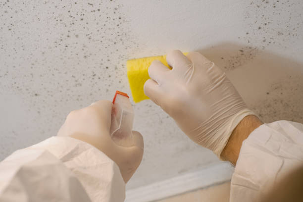 Best Mold Remediation for Healthcare Facilities  in Stateburg, SC